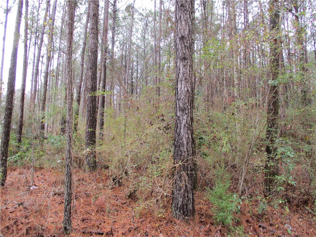 0 Robertson Loop Pollock, LA 71467 - Photo 6 of 7 Gallery Image 6