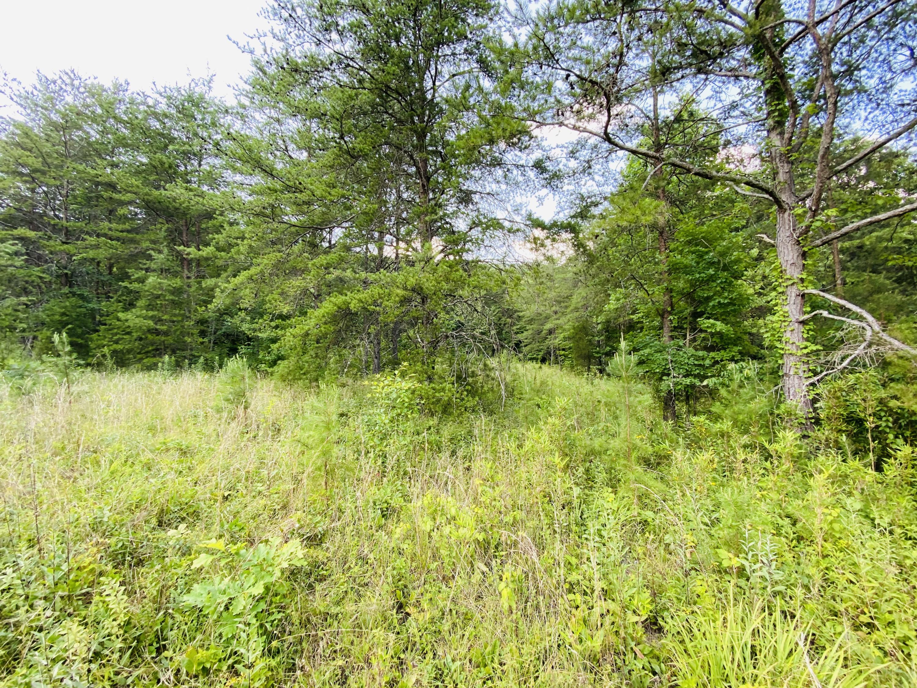 Tbd Steve Brown Road Bean Station, TN 37708 - Photo 6 of 14 7F4DBDAD-CC52-4653-AFED-667A19A05B3E