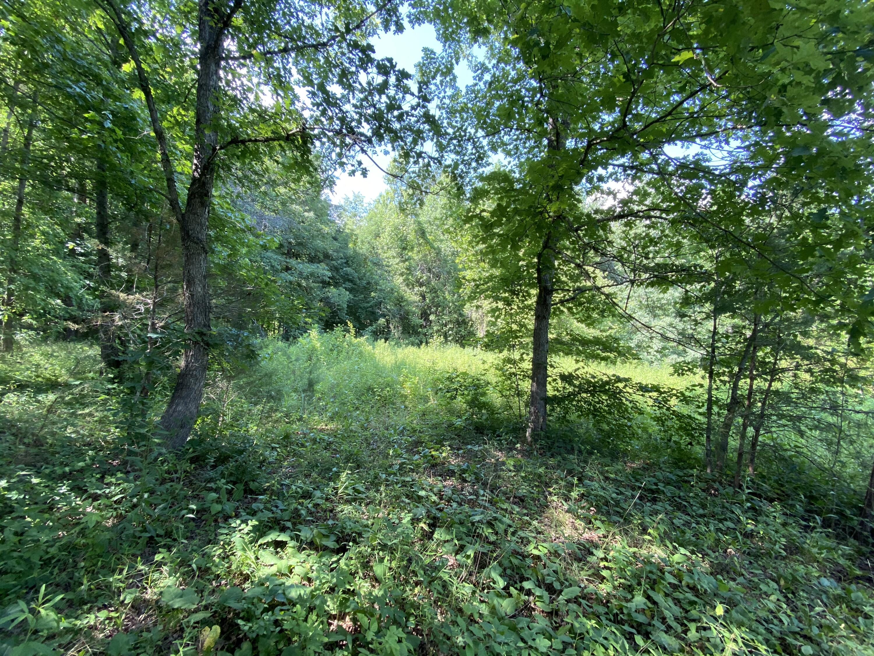 Tbd Steve Brown Road Bean Station, TN 37708 - Photo 7 of 14 957975CA-BD05-4729-9417-39EB41635EFD