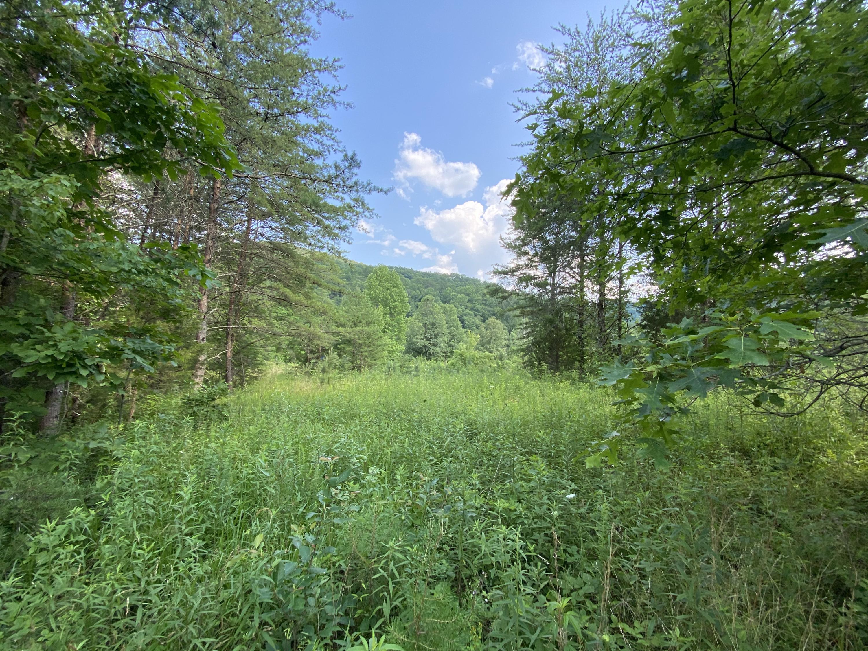 Tbd Steve Brown Road Bean Station, TN 37708 - Photo 8 of 14 5B62589E-EFCB-490D-8EB1-C8CCA4D7245C