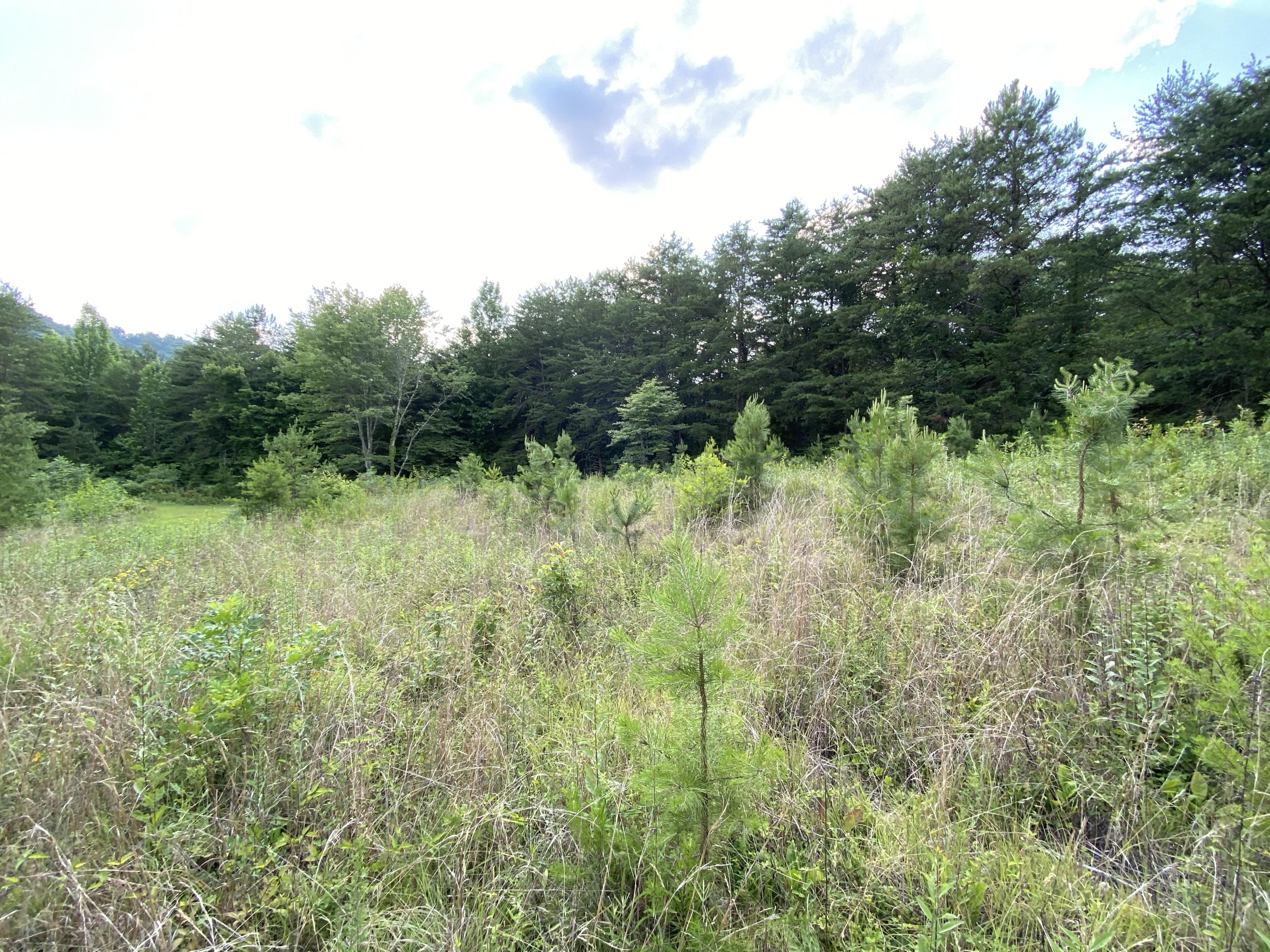 Tbd Steve Brown Road Bean Station, TN 37708 - Photo 9 of 14 BCE7E91A-83D9-4C94-BACB-94309B449F2C