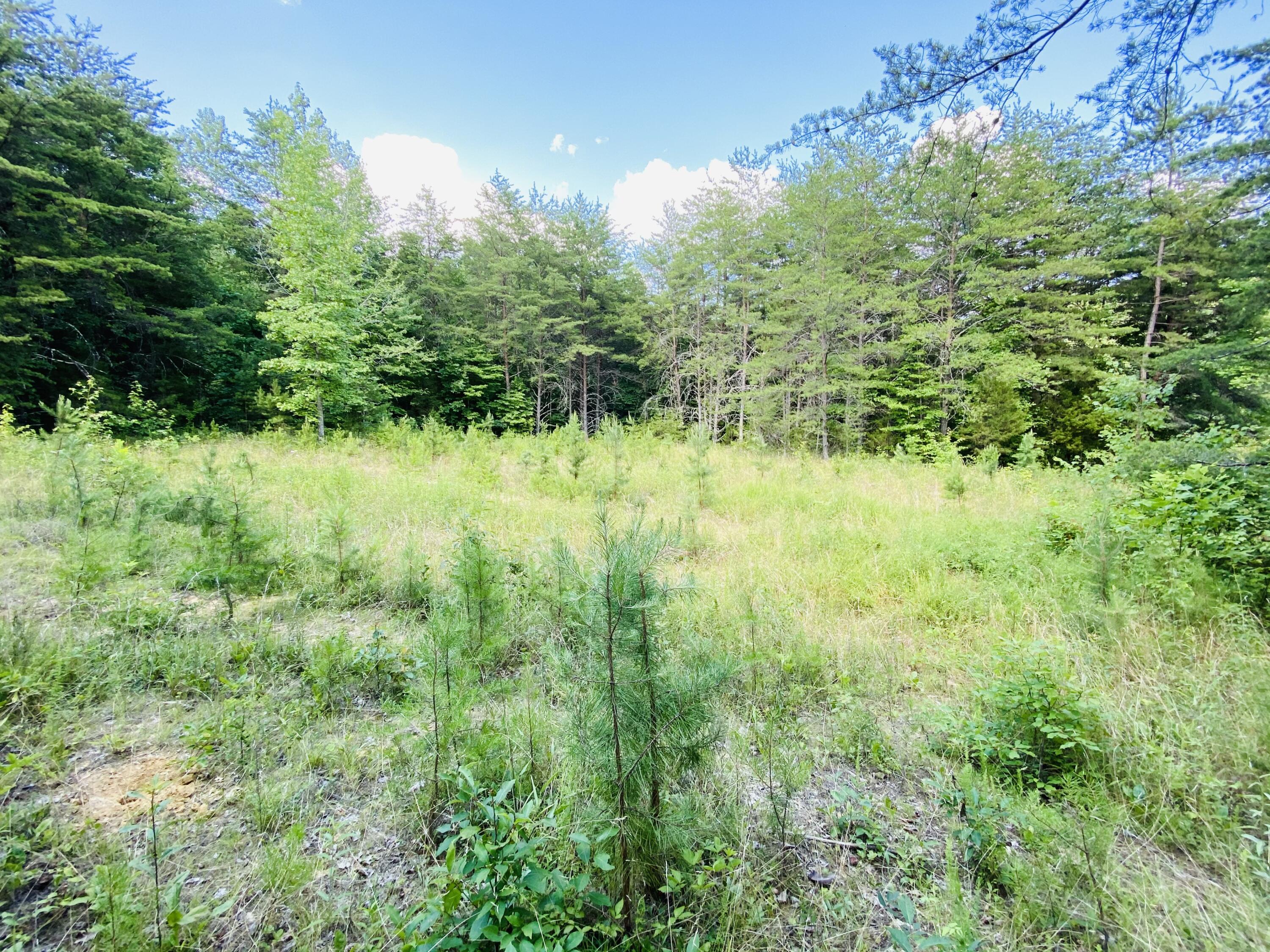 Tbd Steve Brown Road Bean Station, TN 37708 - Photo 10 of 14 31982775-6AA4-402C-ADCA-58F32C78A7A5