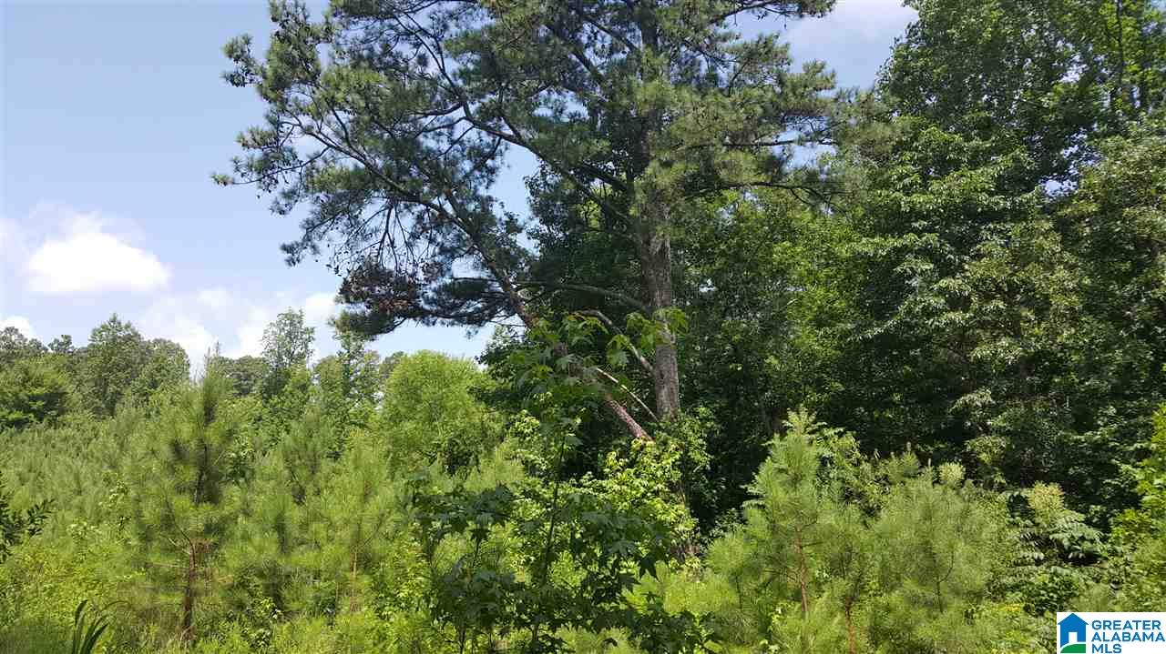 2164 Morton Road Warrior, AL 35180 - Photo 4 of 4