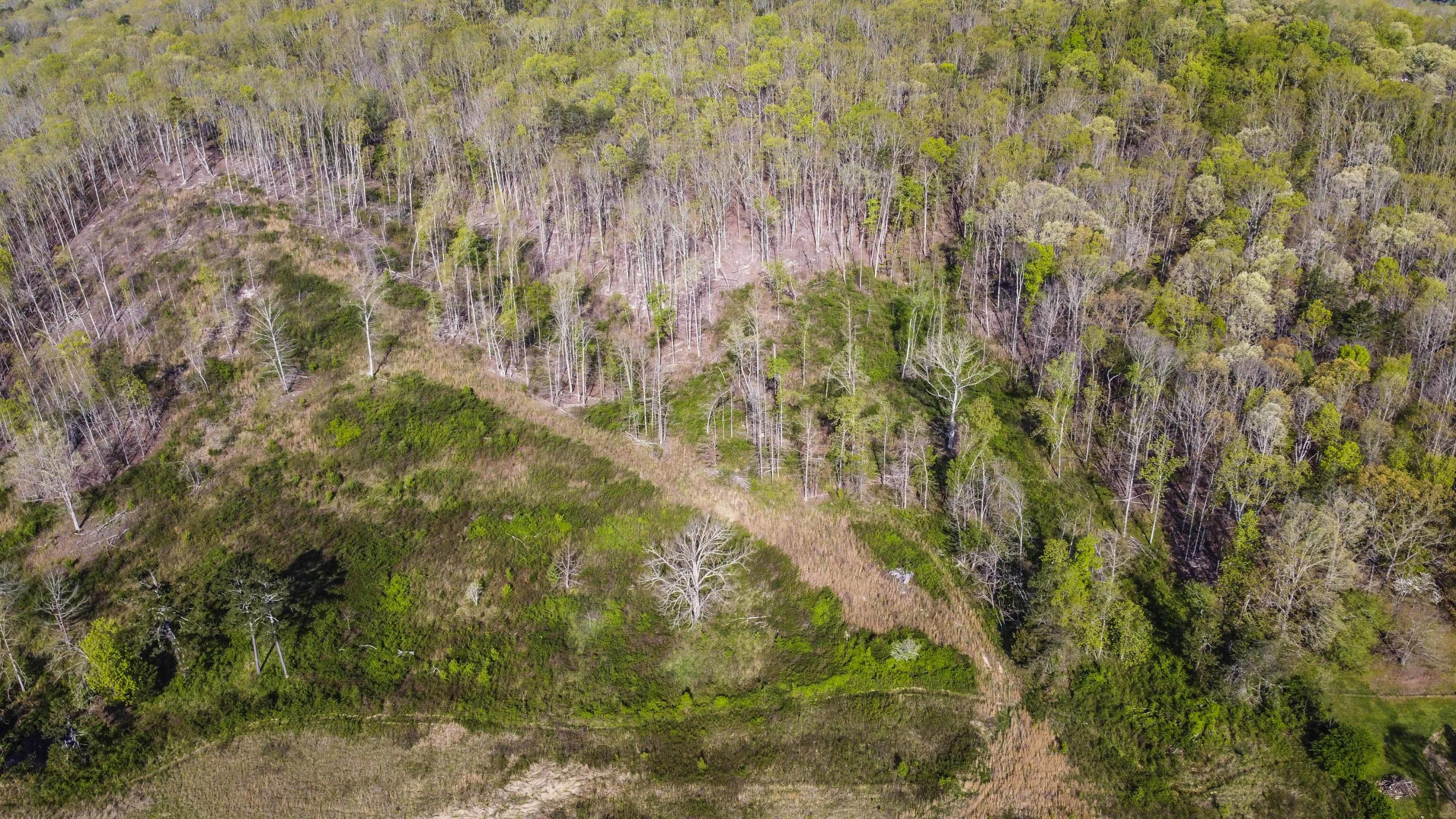 911 A Cedar Grove Road Loudon, TN 37774 - Photo 6 of 11 DJI_0018_1