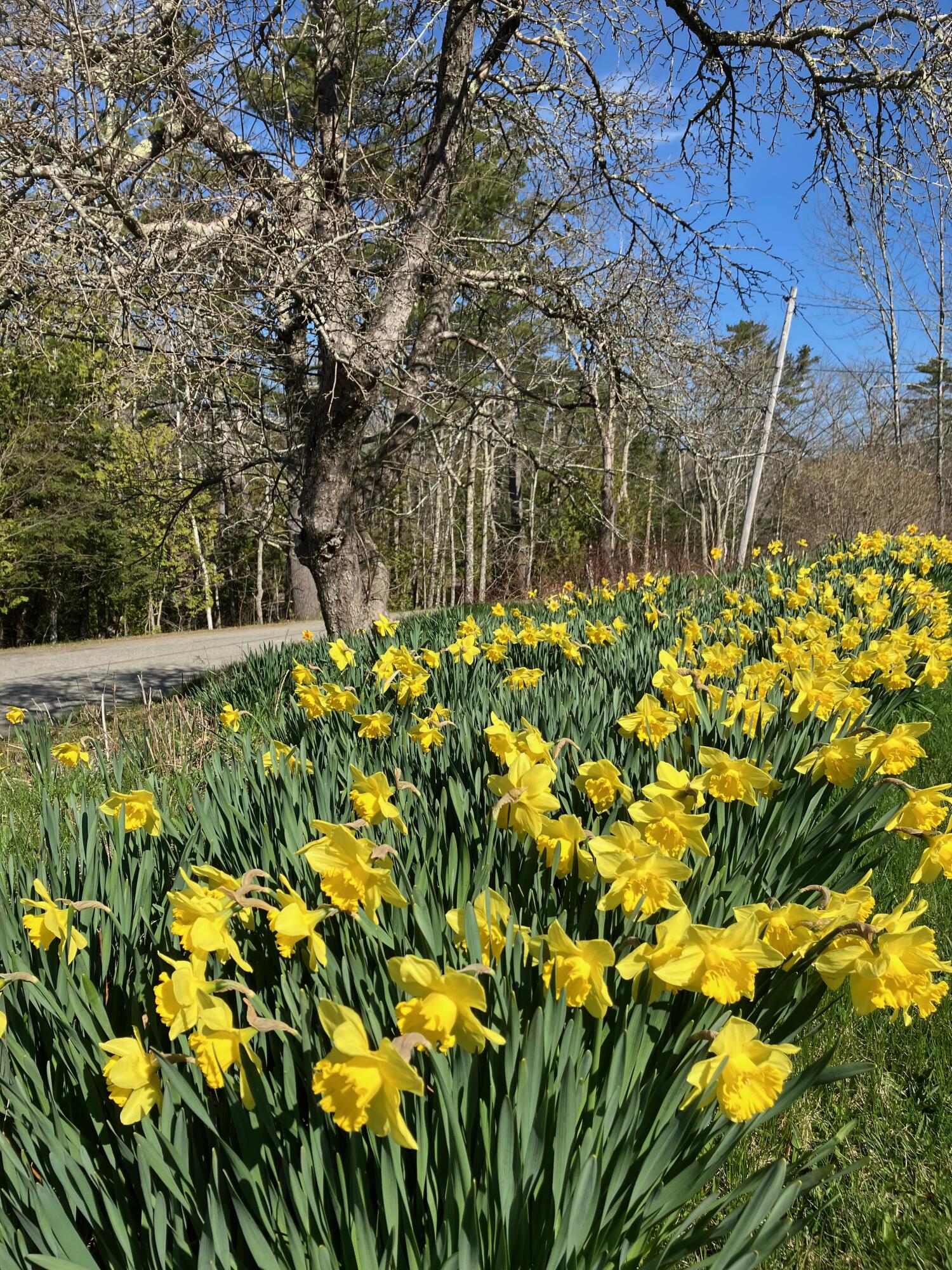 47 River Road Dennysville, ME 04628 - Photo 5 of 85 IMG_3155