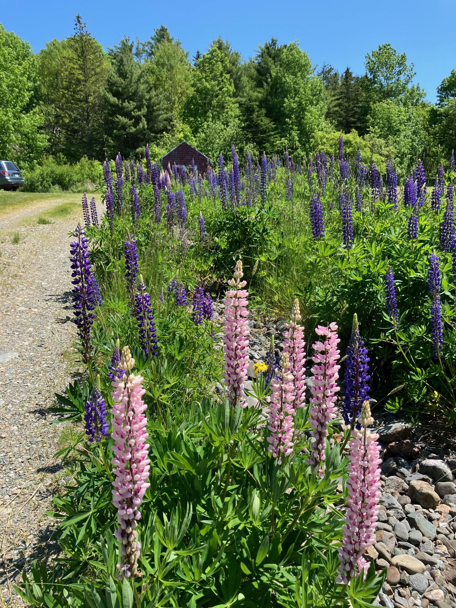 47 River Road Dennysville, ME 04628 - Photo 8 of 85 IMG_3403