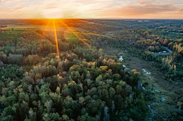 a view of a forest with a street