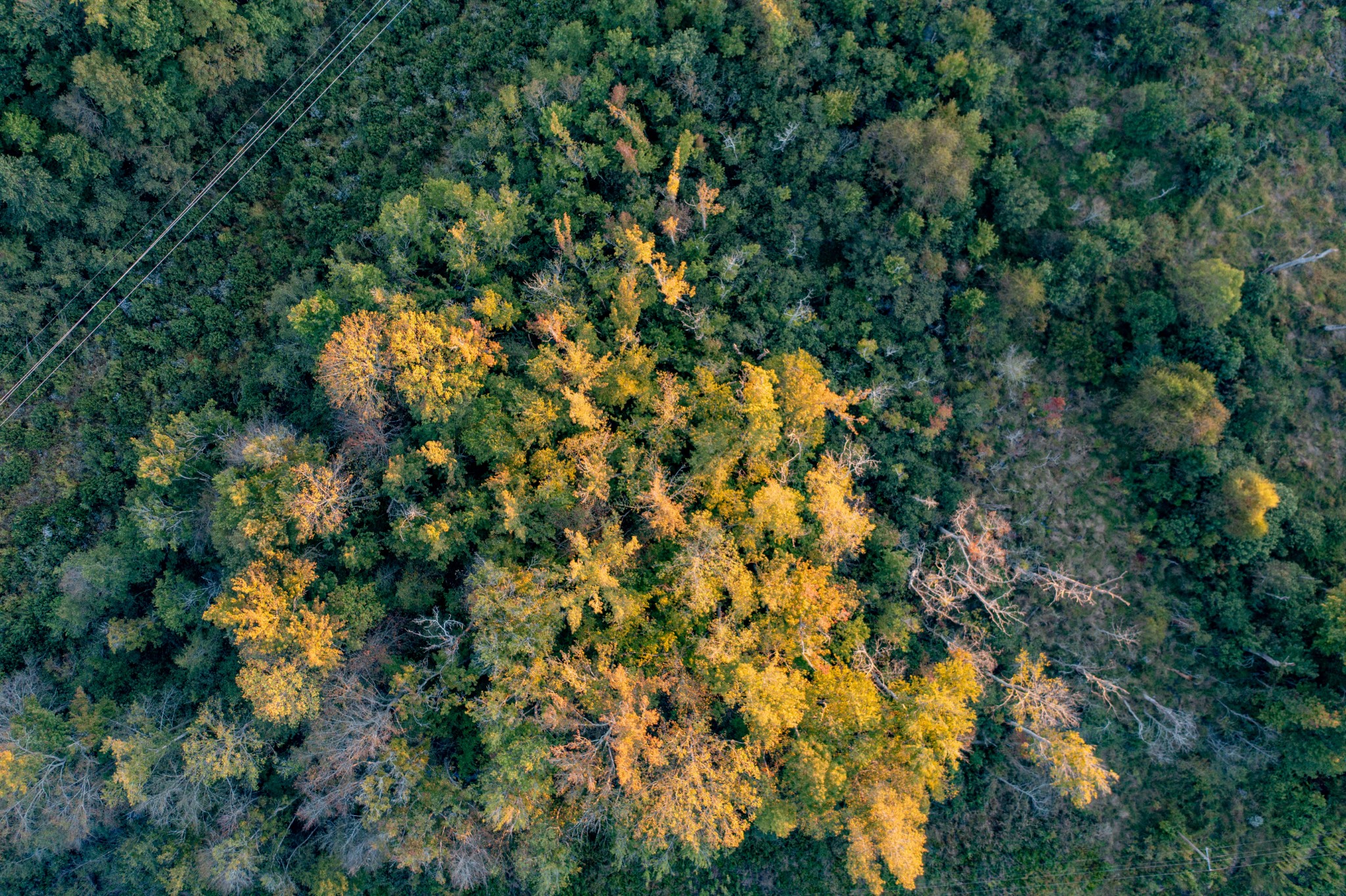 0 Jones Bend Road Paris, TN 38242 - Photo 32 of 44 a view of a tree