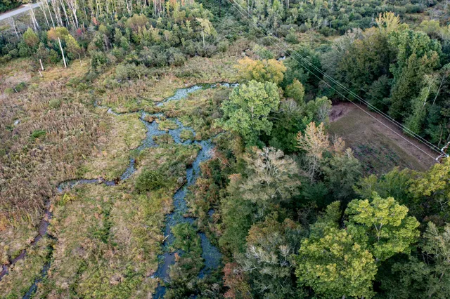 a view of a plants with large trees