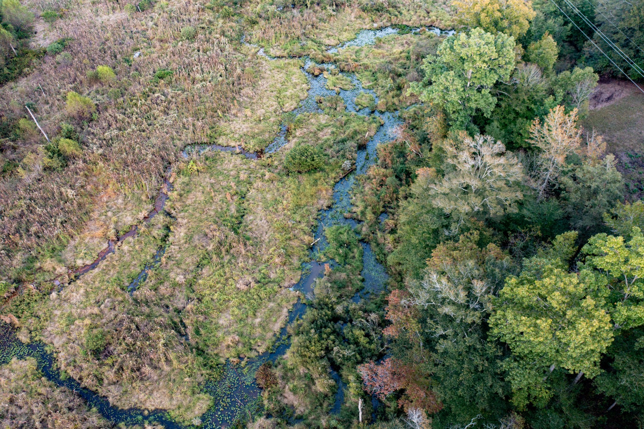 0 Jones Bend Road Paris, TN 38242 - Photo 39 of 44 a view of a forest with plants and trees