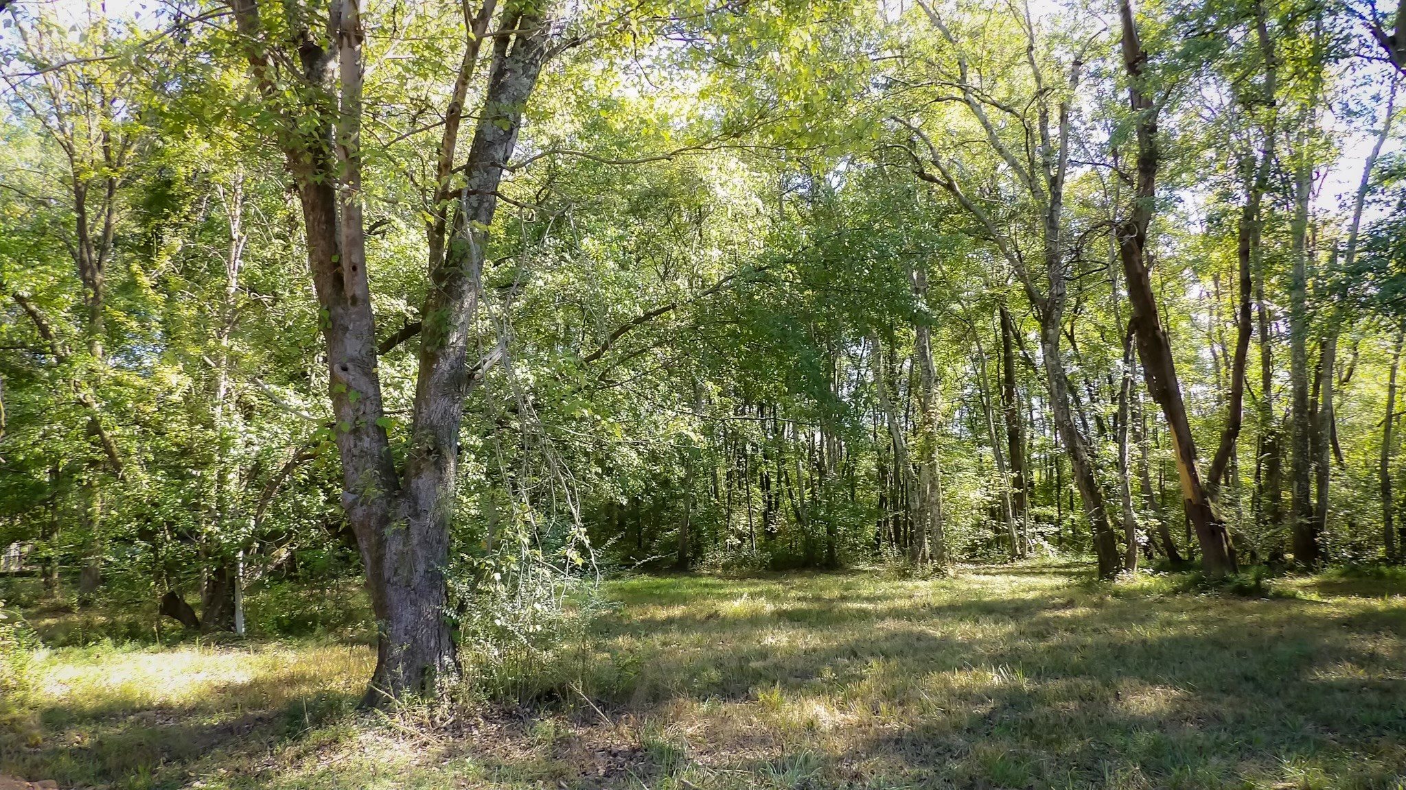 0 Jones Bend Road Paris, TN 38242 - Photo 4 of 44 a big yard with lots of green space and trees