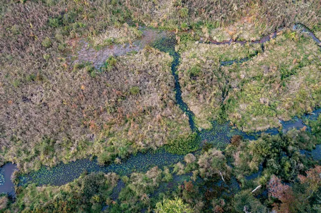 a view of a forest with a street