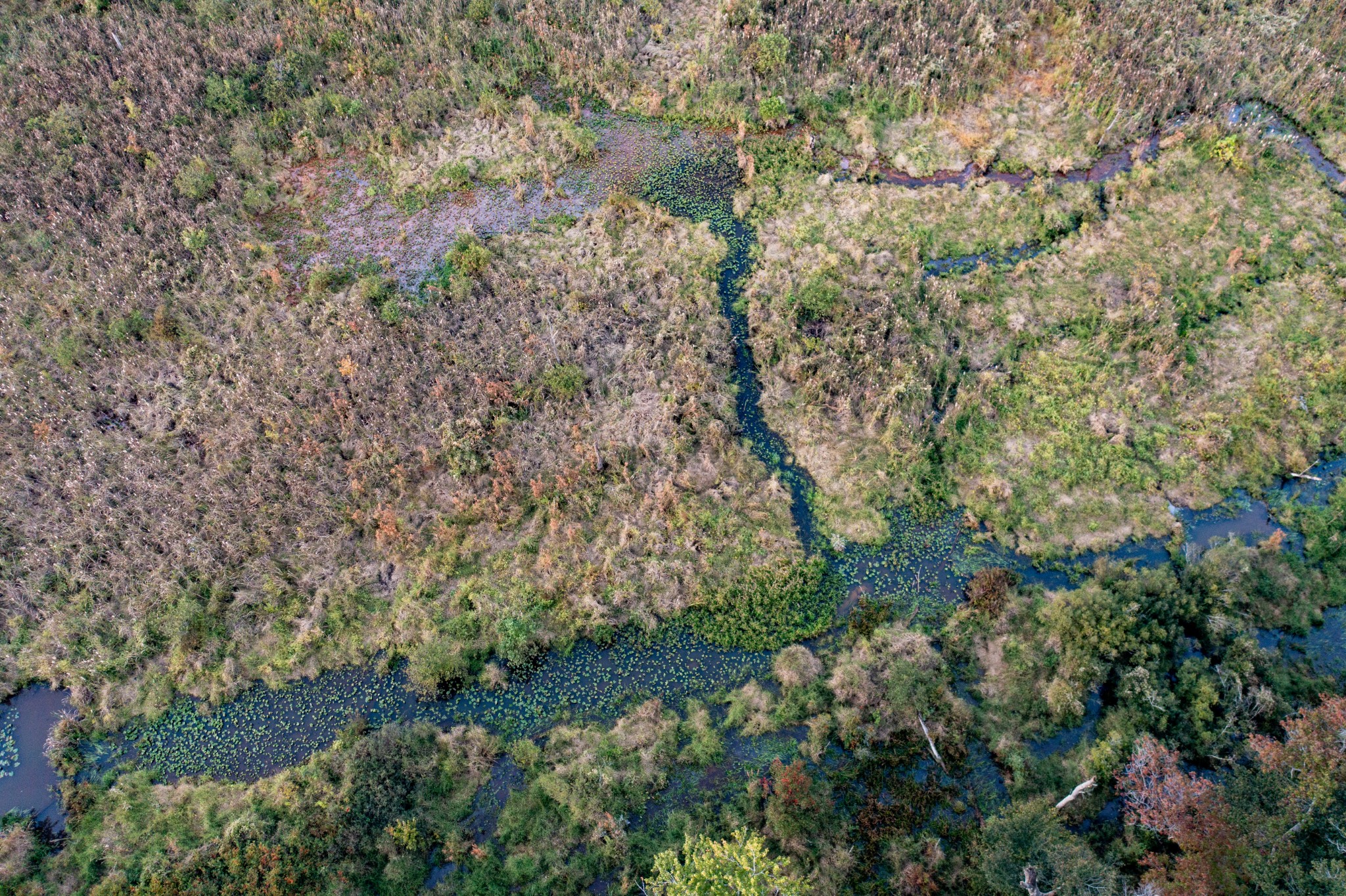 0 Jones Bend Road Paris, TN 38242 - Photo 41 of 44 a view of a plants with large trees