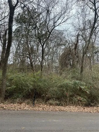 a view of a forest filled with trees