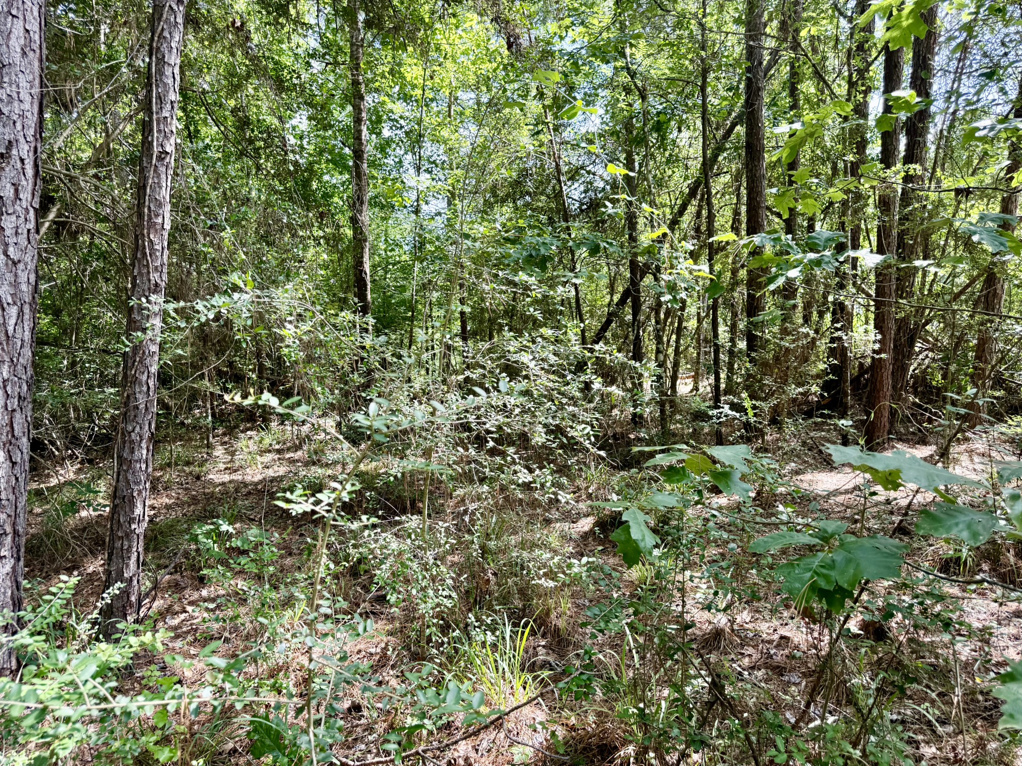 Tbd Tbd Spring Creek Drive Coldspring, TX 77331 - Photo 3 of 9