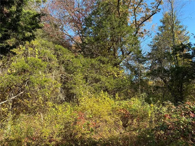 a view of a tree with a yard