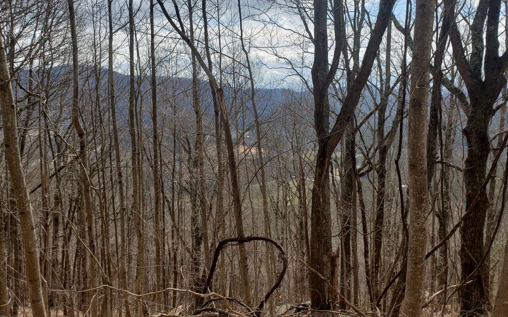 35 Calvender Road Turtletown, TN 37391 - Photo 2 of 14 a close up of a plant in a backyard