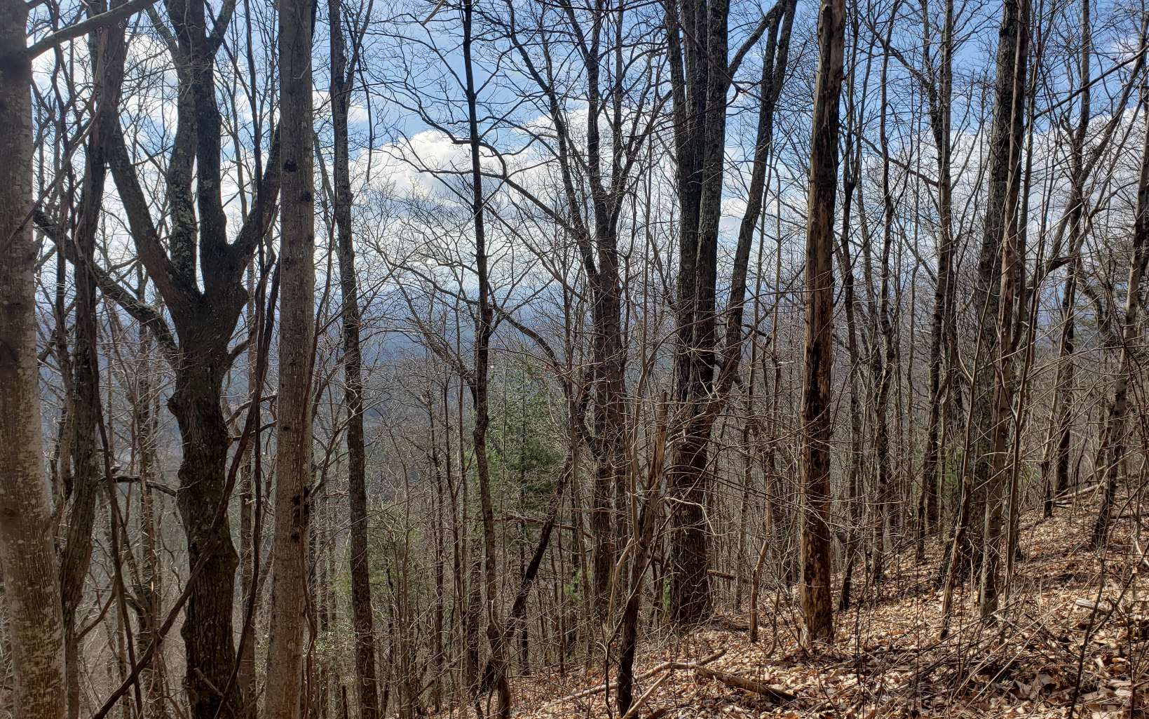 35 Calvender Road Turtletown, TN 37391 - Photo 3 of 14 a view of forest