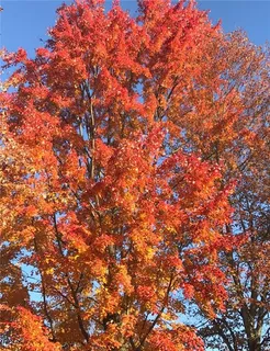 $444,800 | 3933 Hardt Drive, Gibsonia, PA 15044