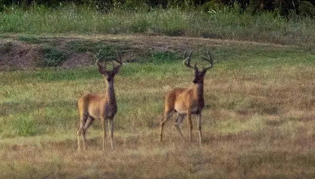 a backyard of a house with lots of green space and lake view