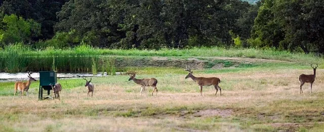 a view of a lake with a yard and a fountain