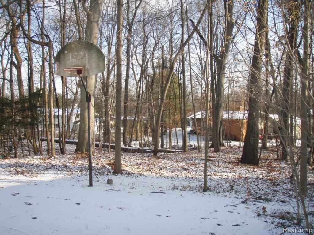 Heavily Wooded Back Yard