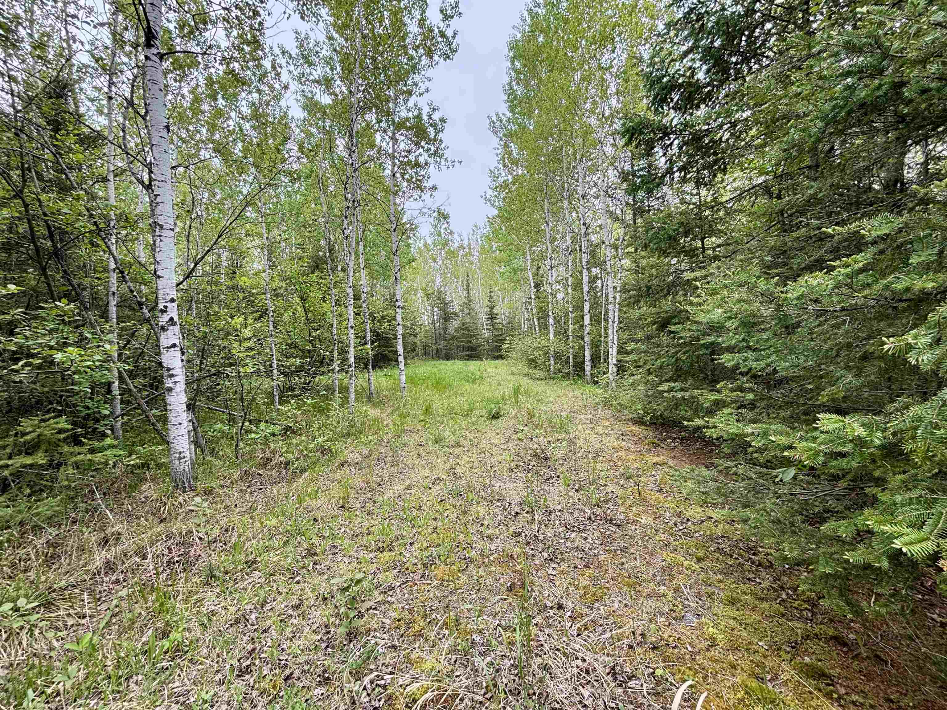 3378 Rock Road Silver Bay, MN 55614 - Photo 15 of 18 View of tree filled area