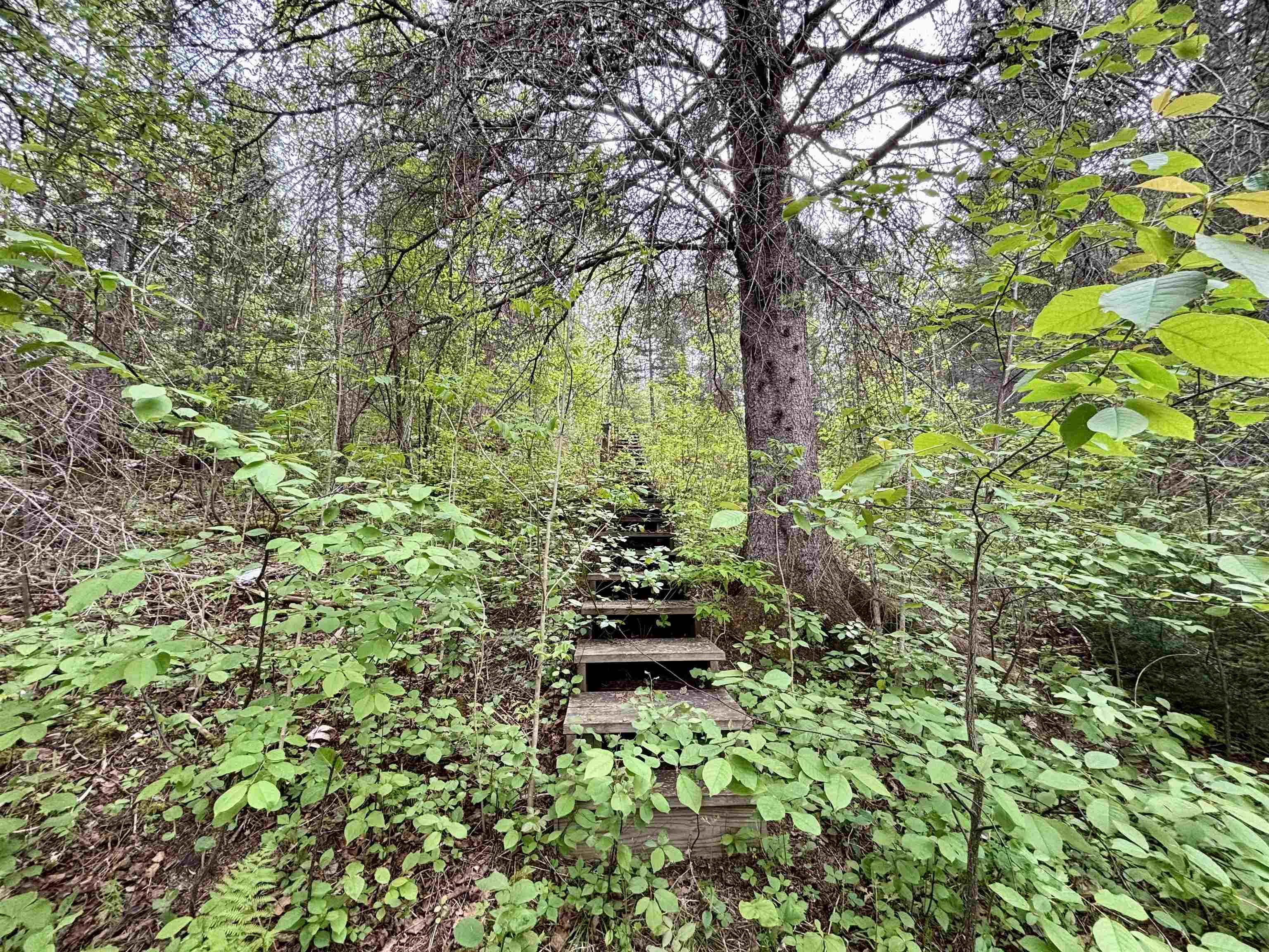 3378 Rock Road Silver Bay, MN 55614 - Photo 5 of 18 View of wooded area