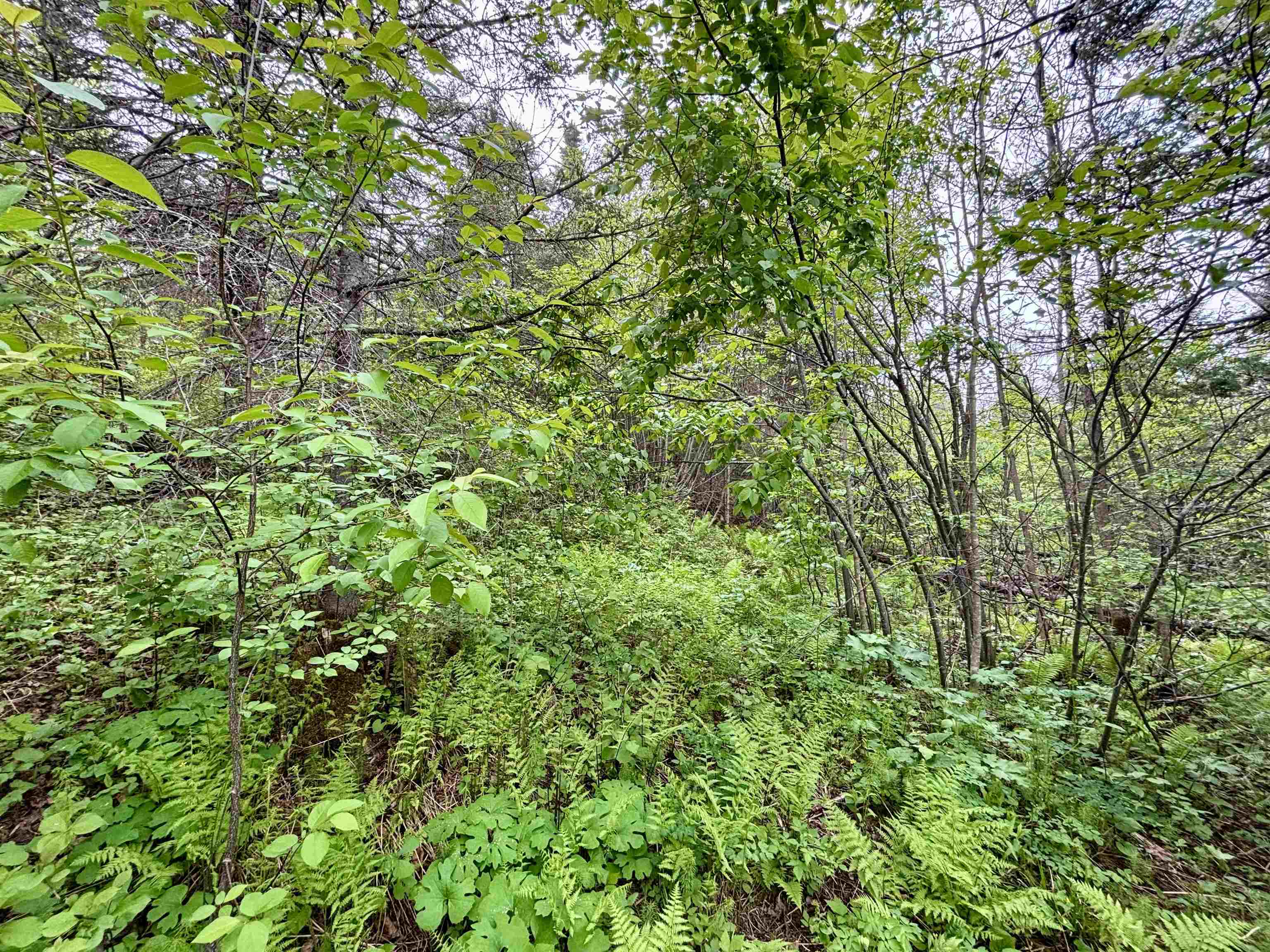 3378 Rock Road Silver Bay, MN 55614 - Photo 7 of 18 View of wooded area