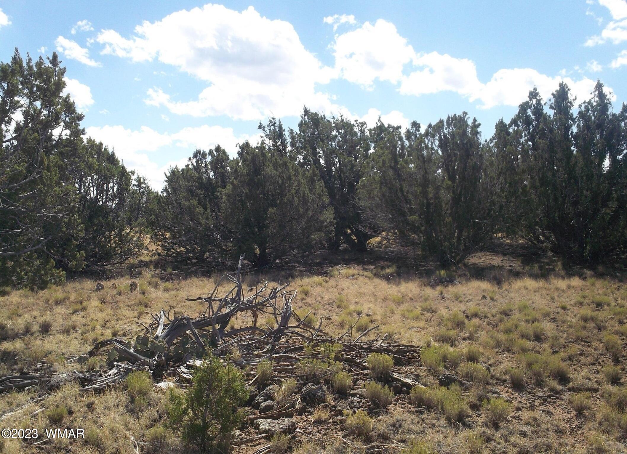 82 County Road Concho, AZ 85924 - Photo 3 of 5