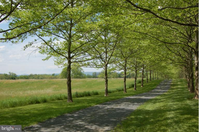 1353 Rokeby Road Upperville, VA 20184 - Photo 15 of 30 Tree lined driveway