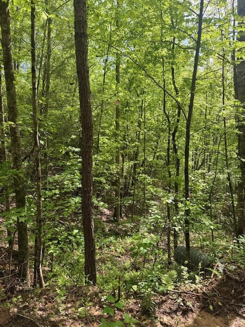 0 Tyler Lane Marble, NC 28905 - Photo 6 of 31