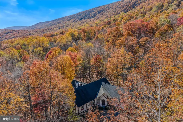 a view of a large tree