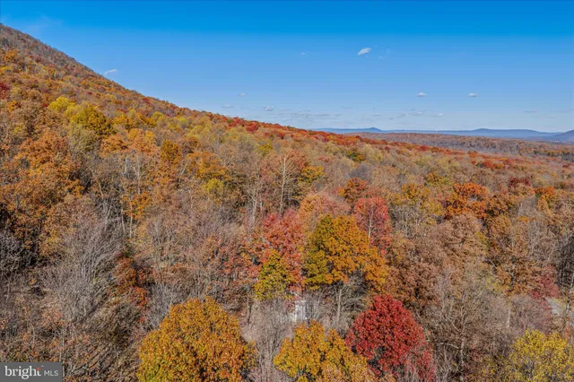 a view of a tree with a yard