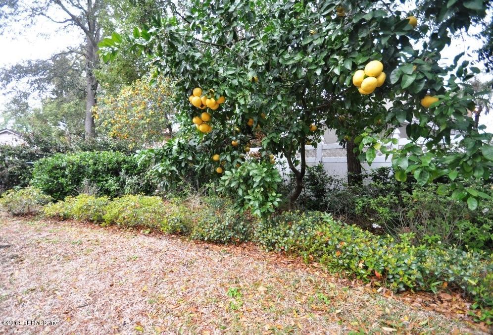 1855 River Road Jacksonville, FL 32207 - Photo 50 of 57 Hardy Grapefruit & Kumquat Trees
