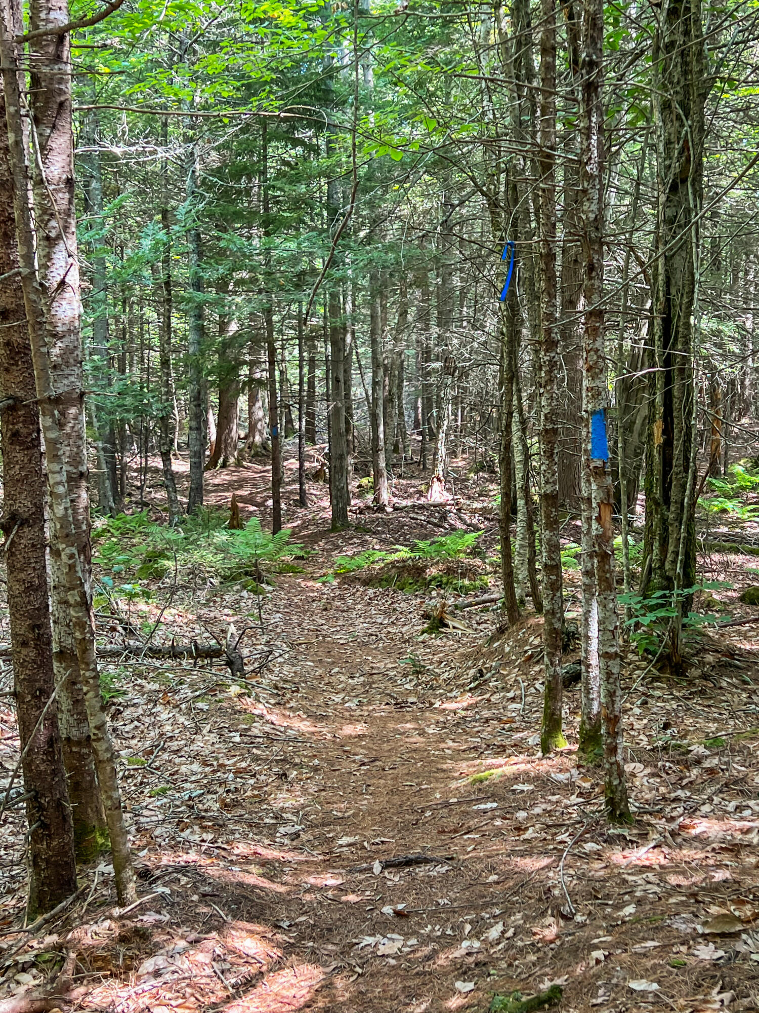 39 Newfield Road Freeport, ME 04032 - Photo 57 of 60 Conservation Land Trail