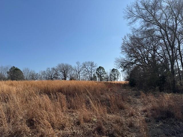 1575 County Road 1575 Alba, TX 75410 - Photo 8 of 14 a view of large trees with lush green forest