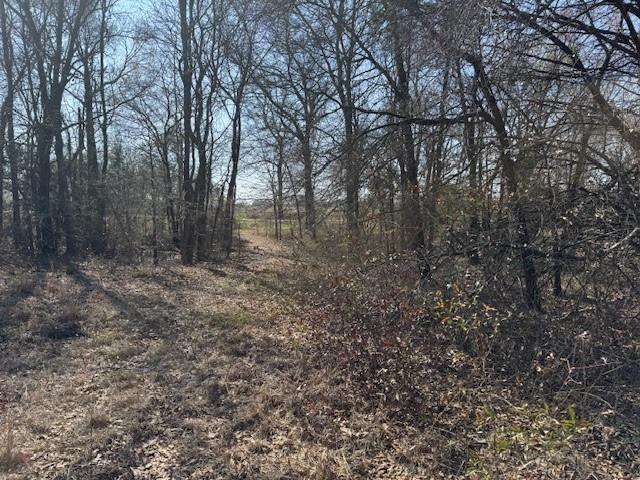 1575 County Road 1575 Alba, TX 75410 - Photo 9 of 14 a view of a forest with trees in the background
