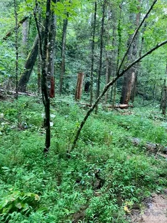 a backyard of a house with lots of green space