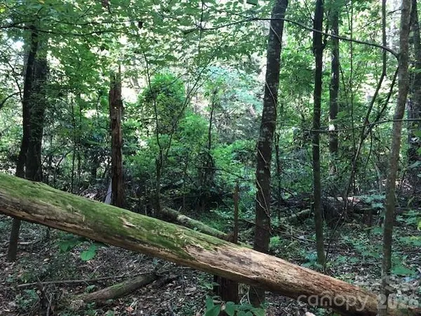 a view of a forest with trees