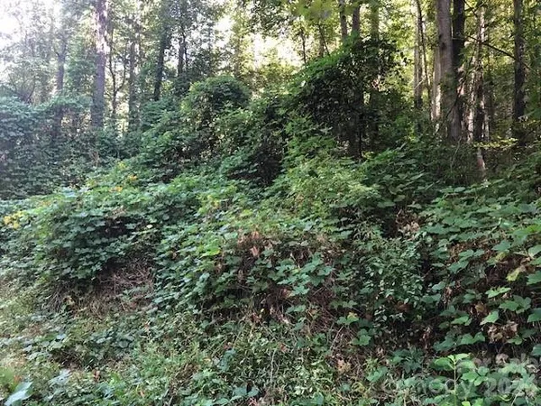 a view of a lush green forest