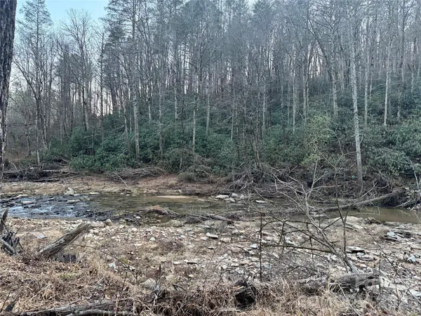 a view of a forest with trees in the background