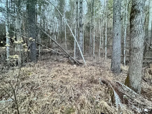 a view of a forest with a tree