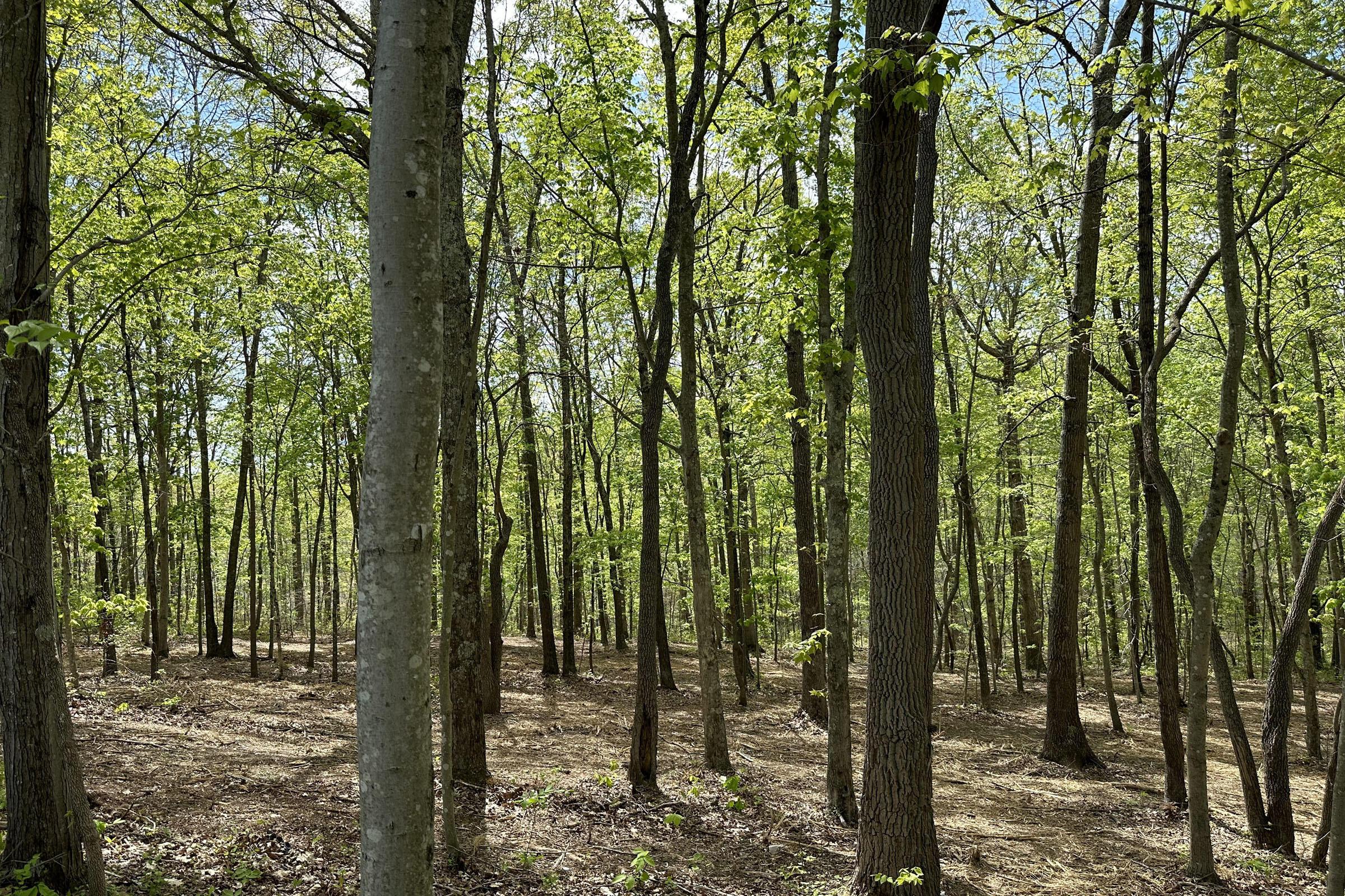 0 Harrison Road, Unit TRACT 7) Jackson, OH 45640 - Photo 47 of 91 20230506_195419324_iOS
