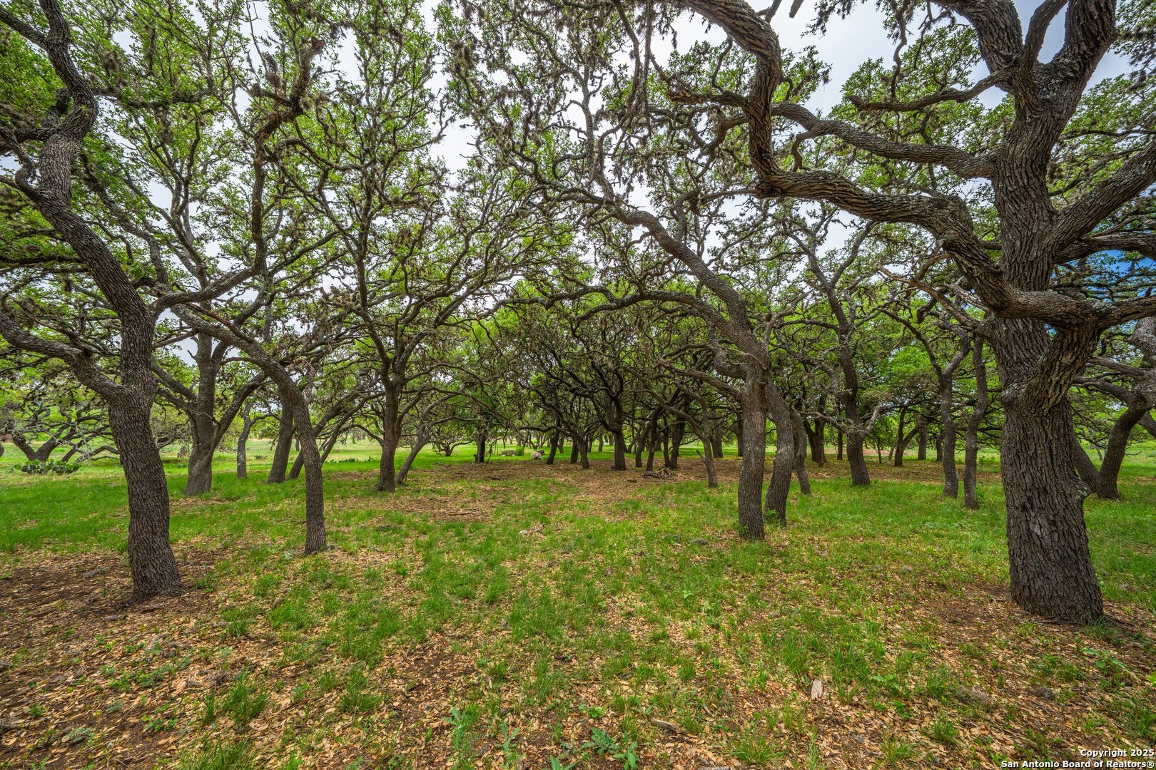 1065 B & R Utopia, TX 78884 - Photo 25 of 28 a view of a tree in a yard