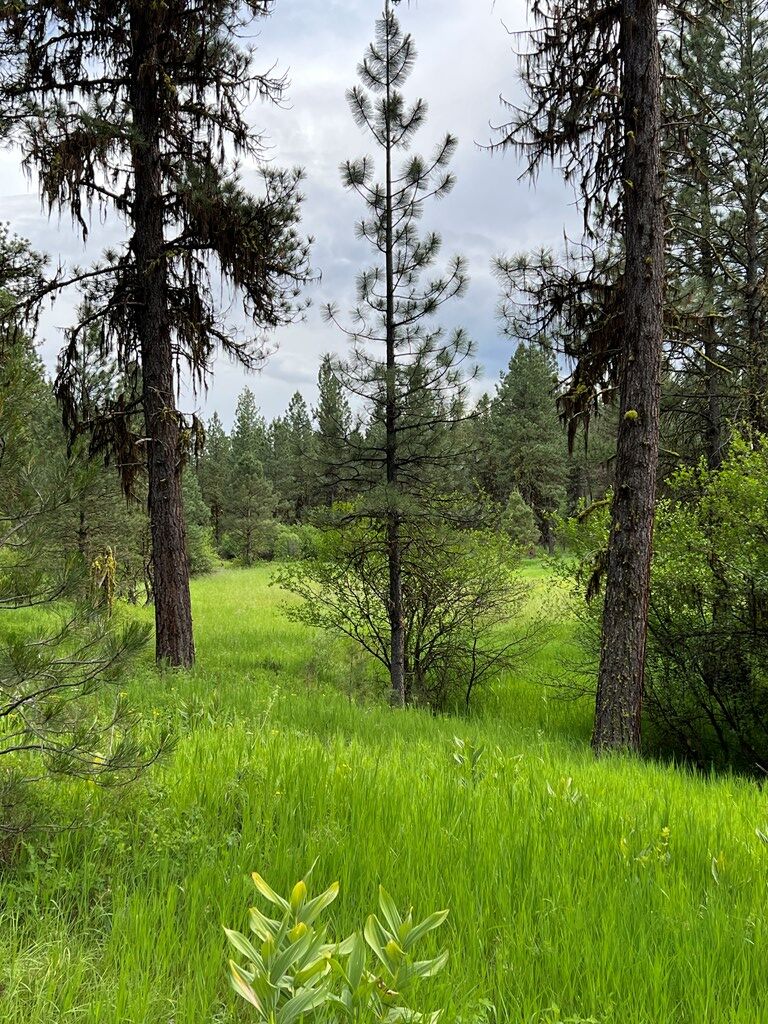 Lot 7 Timber Ridge Drive, Unit 7 New Meadows, ID 83654 - Photo 20 of 29 Gallery Image 20
