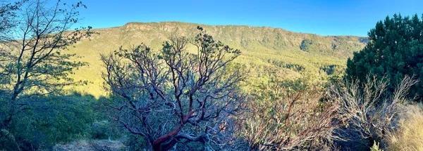 a view of a large tree with a yard