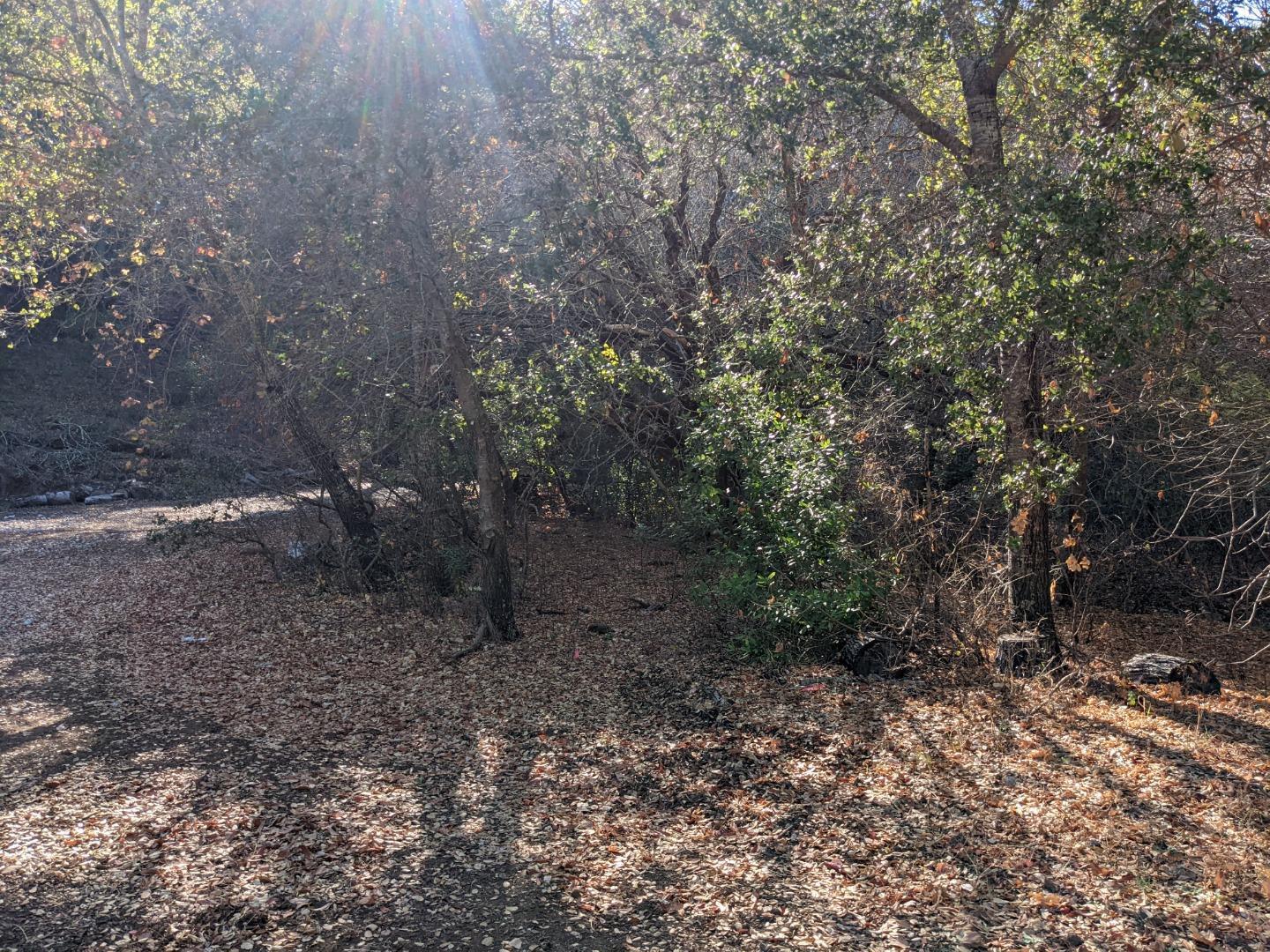 Metcalf Road San Jose, CA 95138 - Photo 9 of 17 a view of a forest with trees in the background