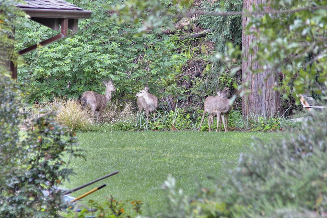 33 Montecito Road Woodside, CA 94062 - Photo 5 of 70 a backyard of a house with lots of green space and fountain