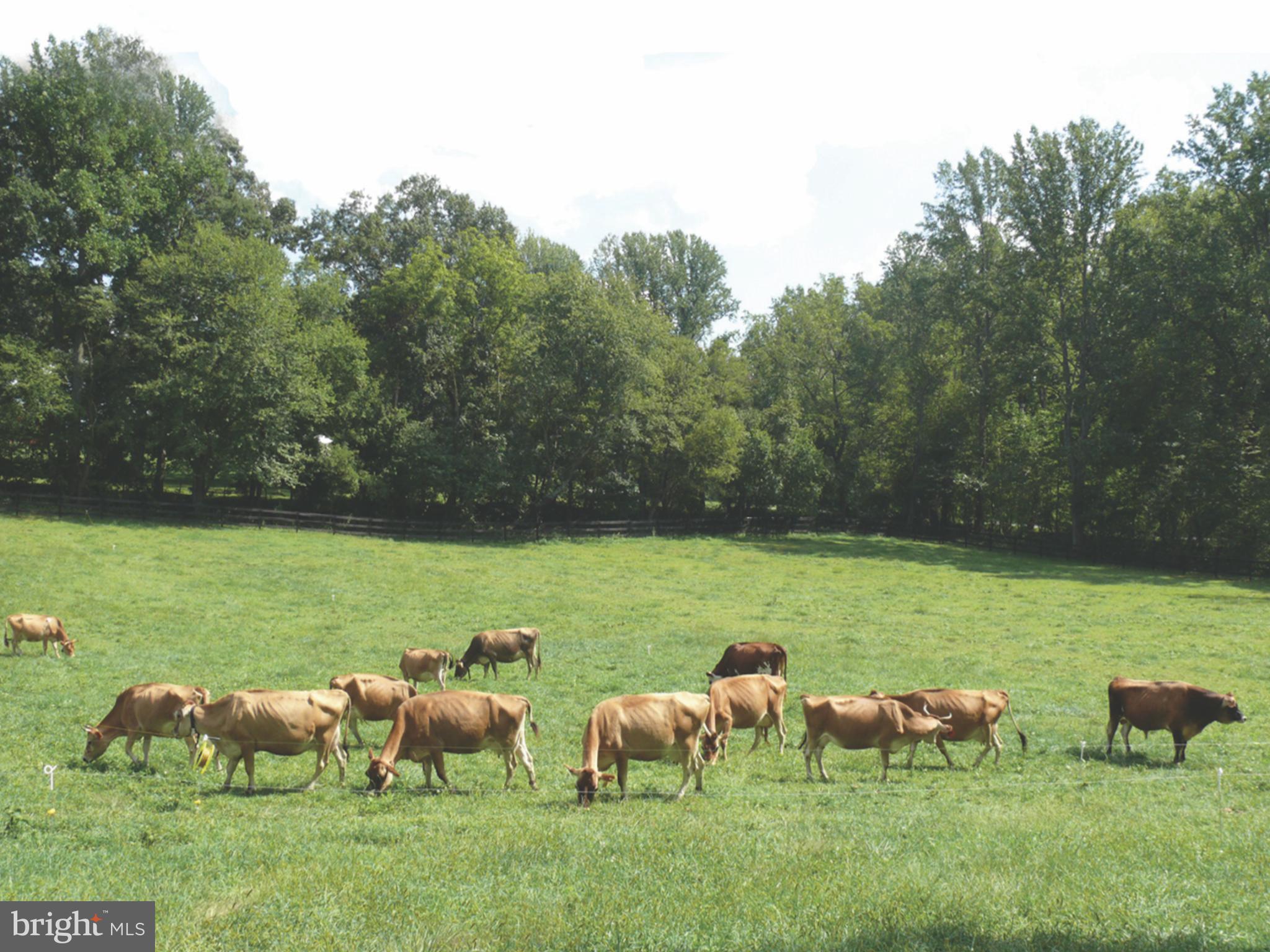 15407 Dr Bowen Road Aquasco, MD 20608 - Photo 60 of 89 Prized Jersey dairy herd
